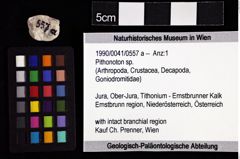 Foto (Objket + Etiketten) von Pithonoton sp. 